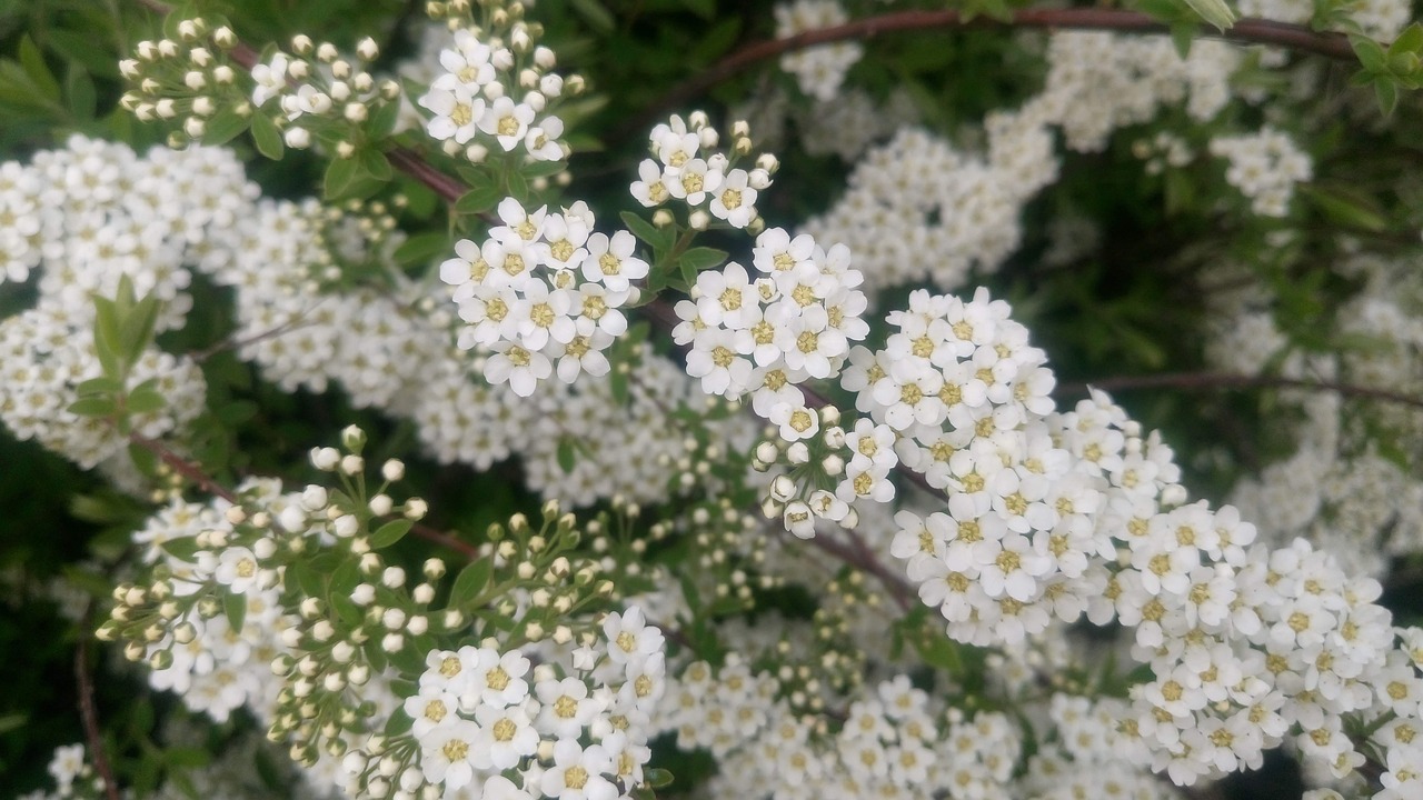 découvrez les secrets du jardinage pour cultiver un jardin florissant et sain toute l'année.
