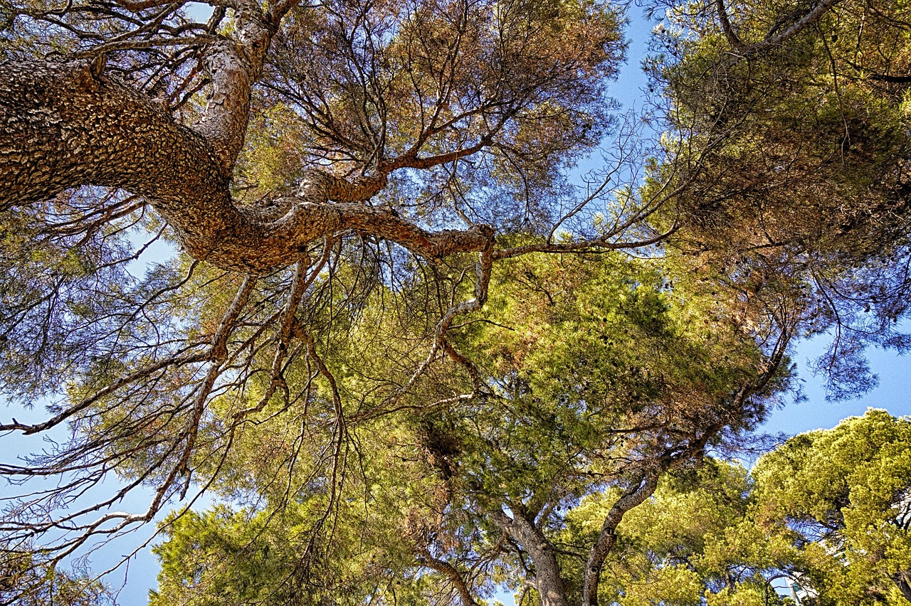 découvrez le tourisme durable : une approche écoresponsable qui préserve l'environnement tout en offrant des expériences enrichissantes. explorez des destinations qui allient respect de la nature et culture locale, pour un voyage enrichissant et responsable.