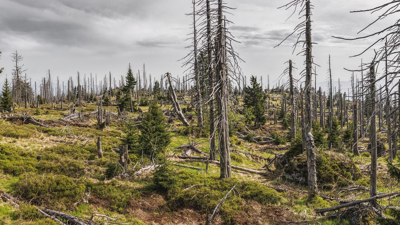 découvrez l'impact environnemental de l'ultra-trail et les mesures pour préserver la nature lors de ces courses d'endurance en pleine nature.