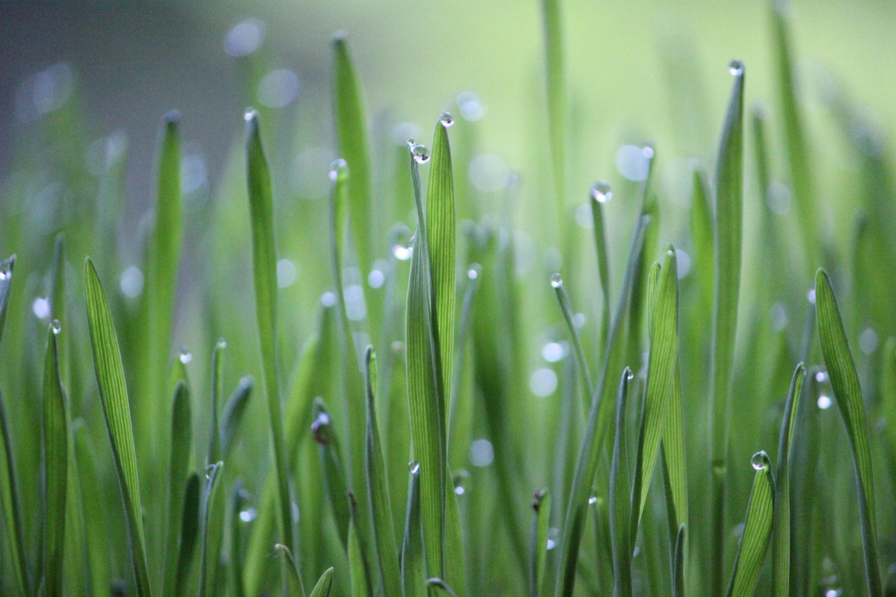découvrez l'univers dynamique de l'agriculture, ses techniques innovantes, son impact sur l'environnement et son rôle crucial dans notre alimentation. explorez les tendances et les défis actuels du secteur pour un avenir durable.