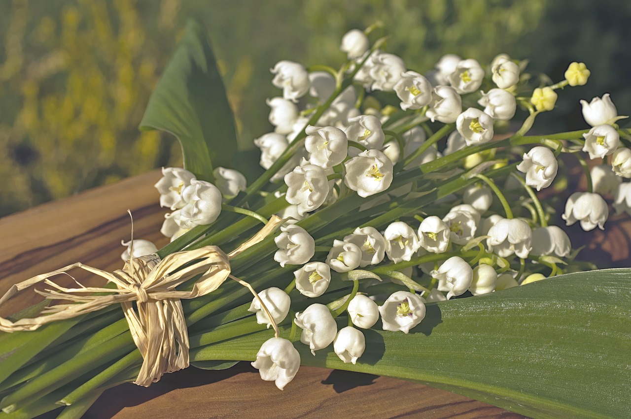 découvrez le muguet, une fleur délicate au parfum doux et enivrant, symbole de bonheur et de renouveau au printemps.