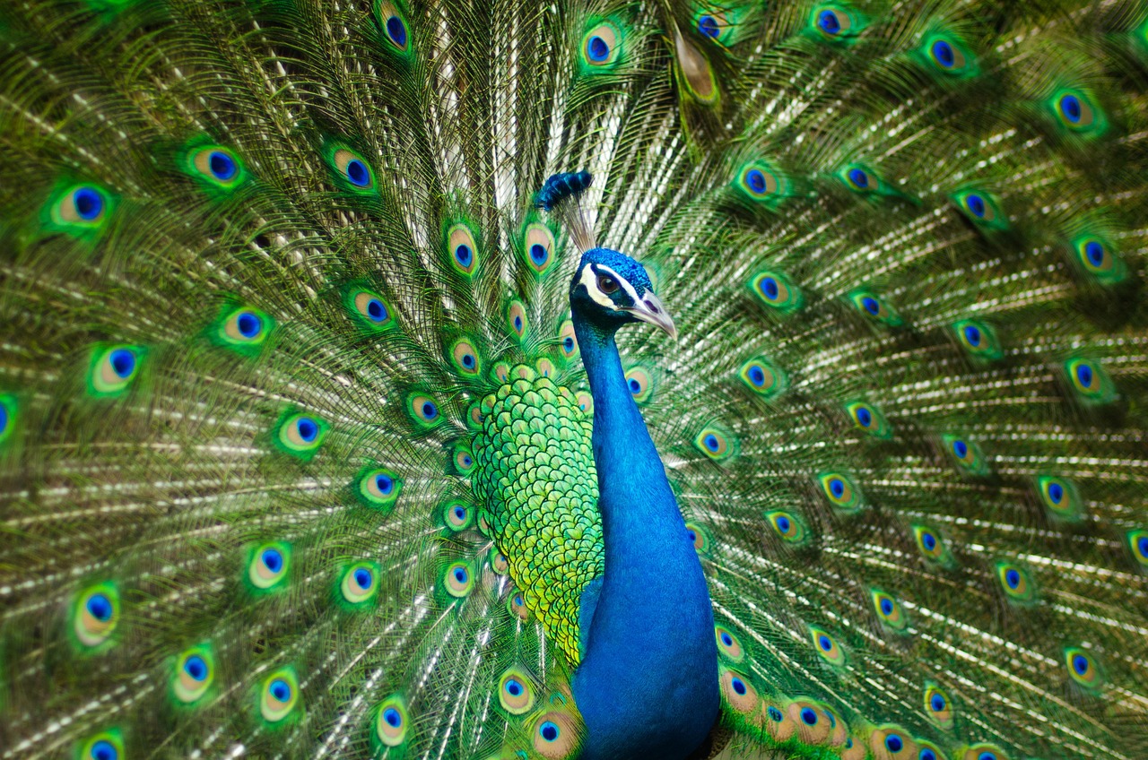 découvrez l'inde, un pays aux mille couleurs, riche en culture, histoire fascinante, paysages variés et traditions uniques.