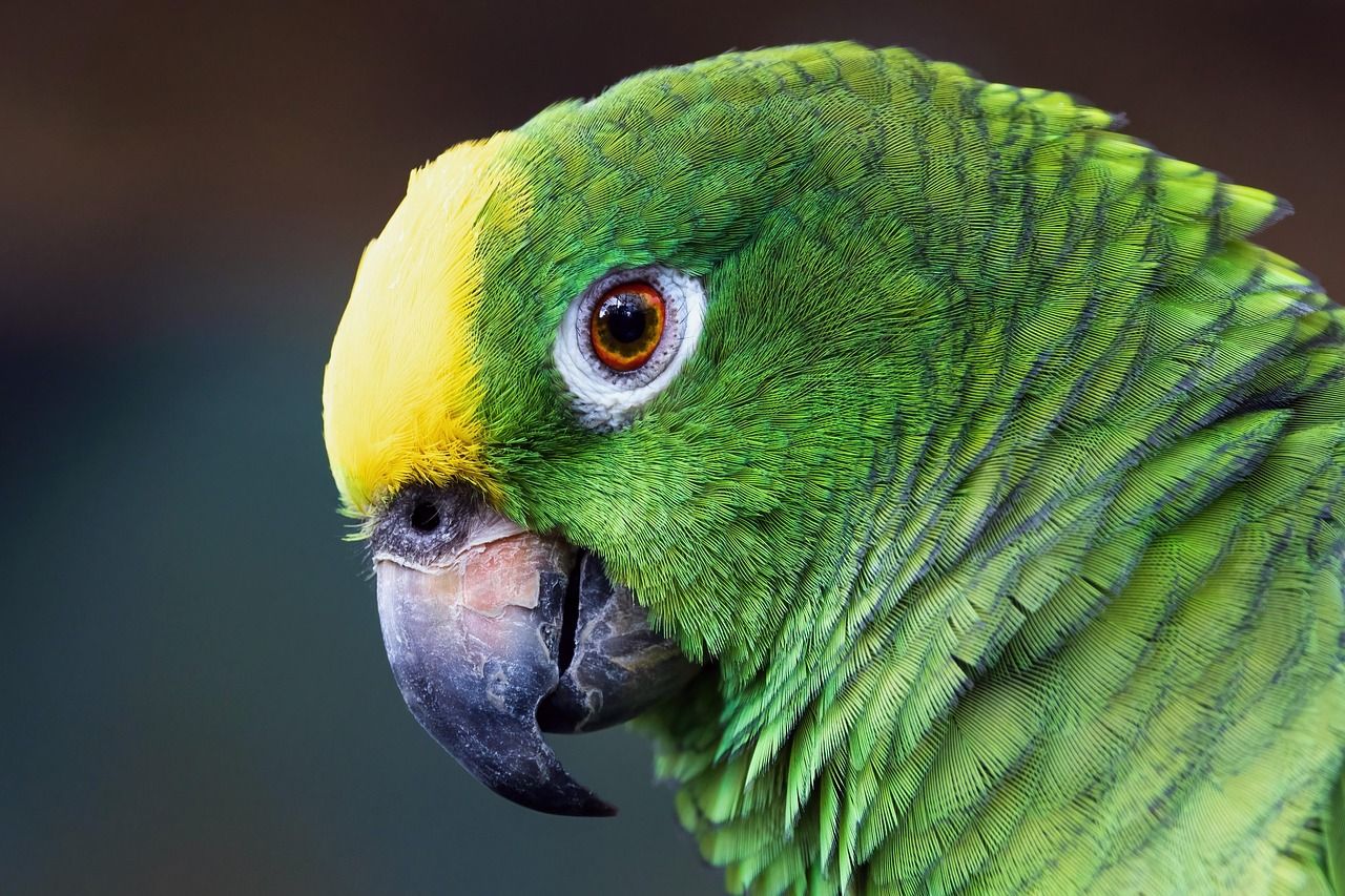 découvrez les causes et conséquences de la déforestation en amazonie, son impact sur l'environnement mondial, et les solutions pour préserver la forêt amazonienne.