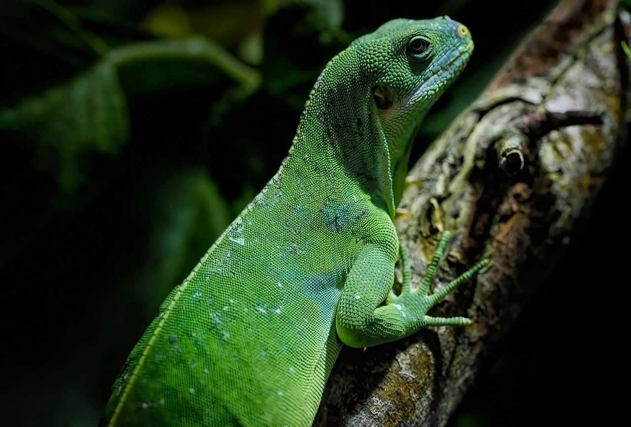 découvrez l'incroyable biodiversité des forêts tropicales, véritables trésors naturels essentiels à l'équilibre de la planète. explorez leur rôle vital dans la lutte contre le changement climatique et la préservation des espèces.