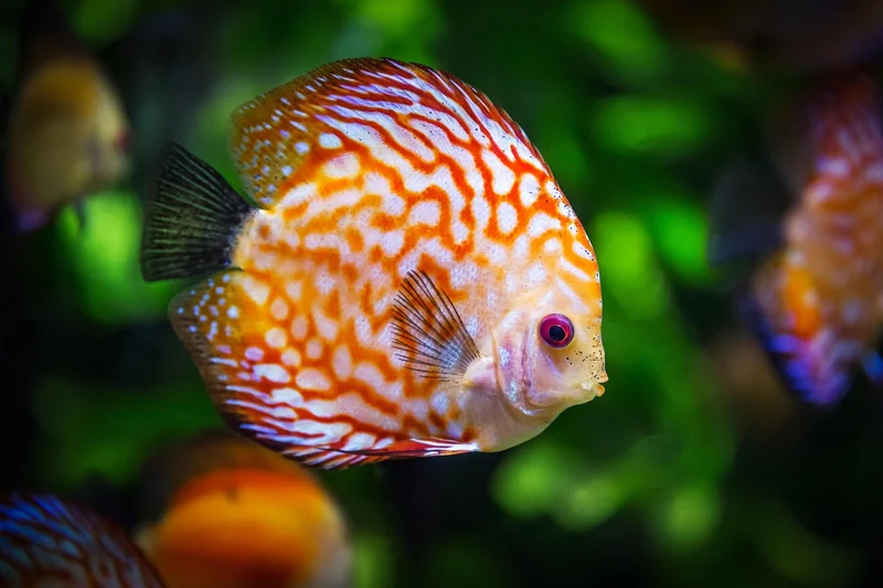 poisson discus