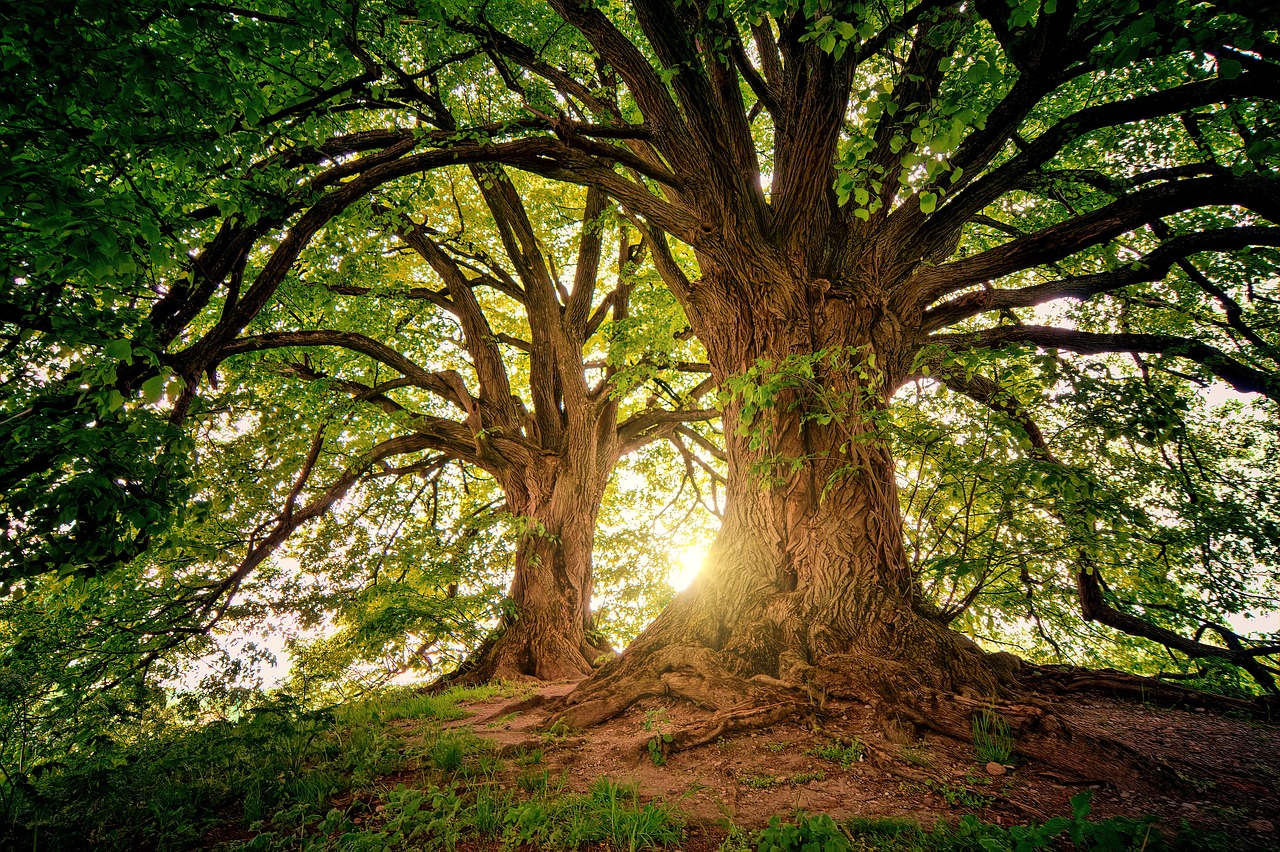 Le rôle des forêts dans le bilan carbone global
