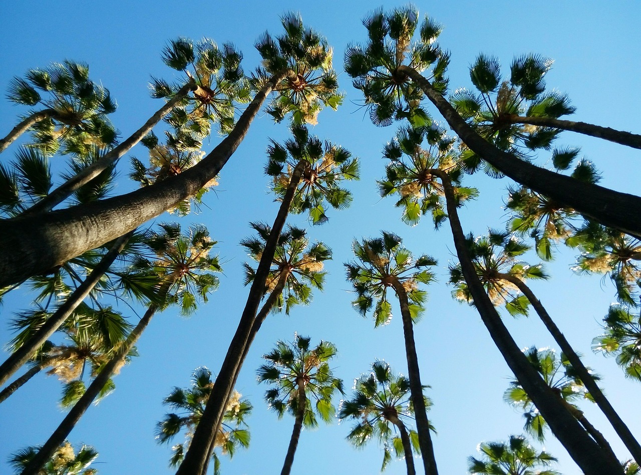 Sols sains : 5 astuces pour améliorer la qualité de votre terre