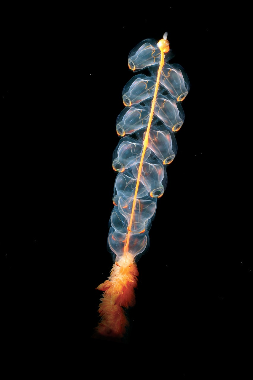 Biodiversité marine : comprendre son importance pour l’écosystème mondial