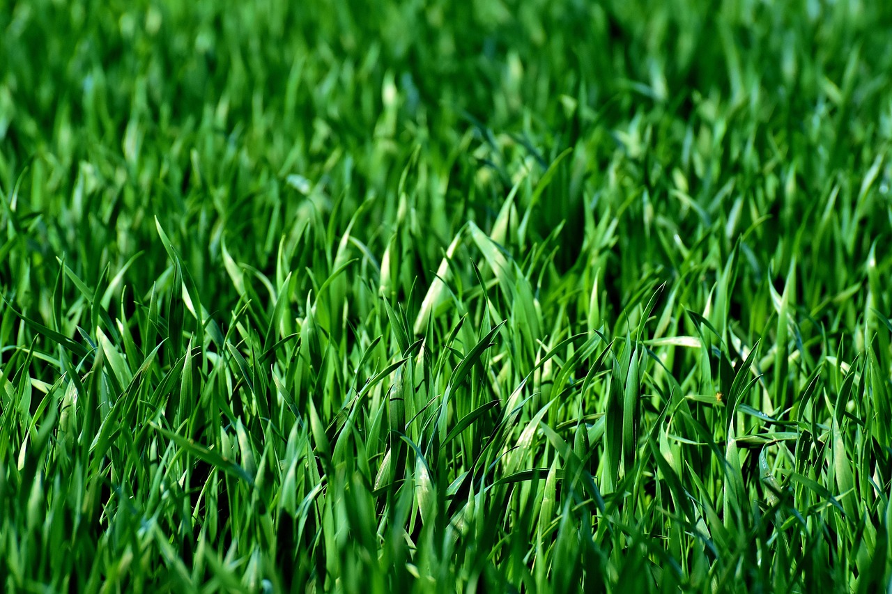 Habitats naturels : comprendre leur importance pour la biodiversité