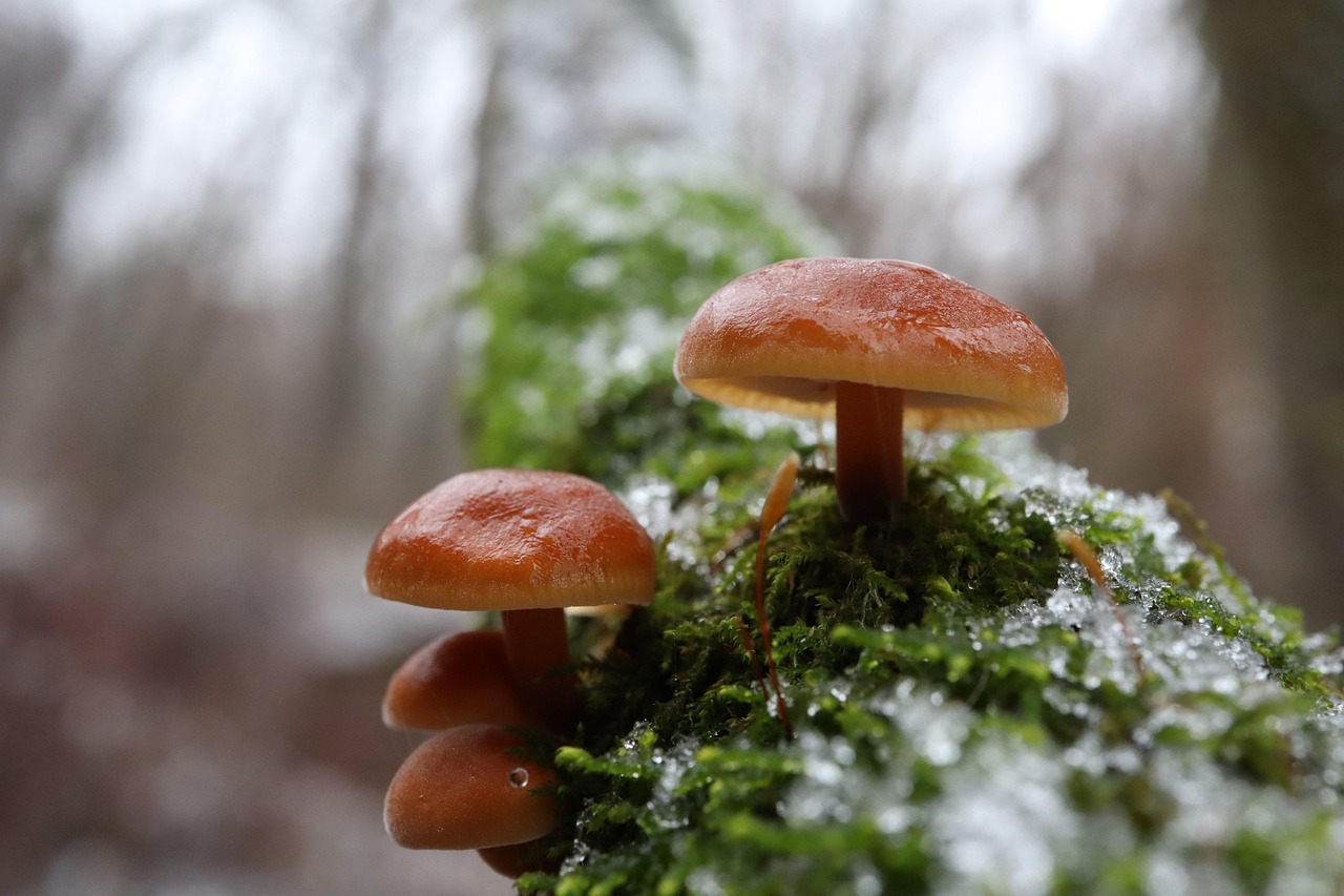Les aliments surgelés : un impact environnemental à considérer ?