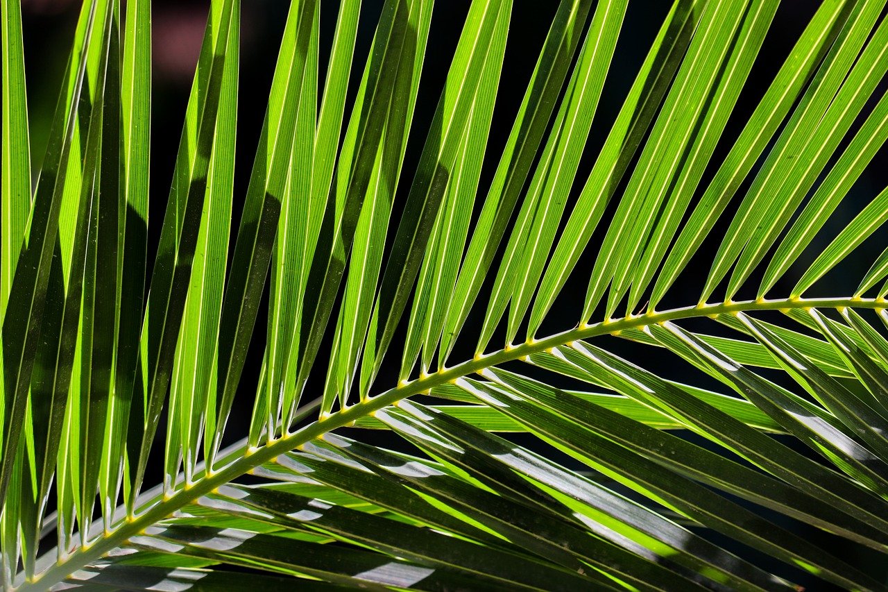 «Ferney Tropical Agrihood» : Une initiative innovante pour un avenir durable et viable dans le sud-est