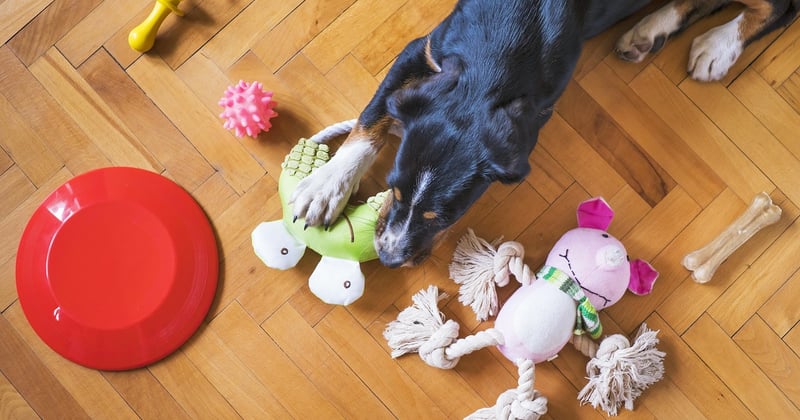 Jouets pour chien : le plastique a-t-il une alternative durable ?