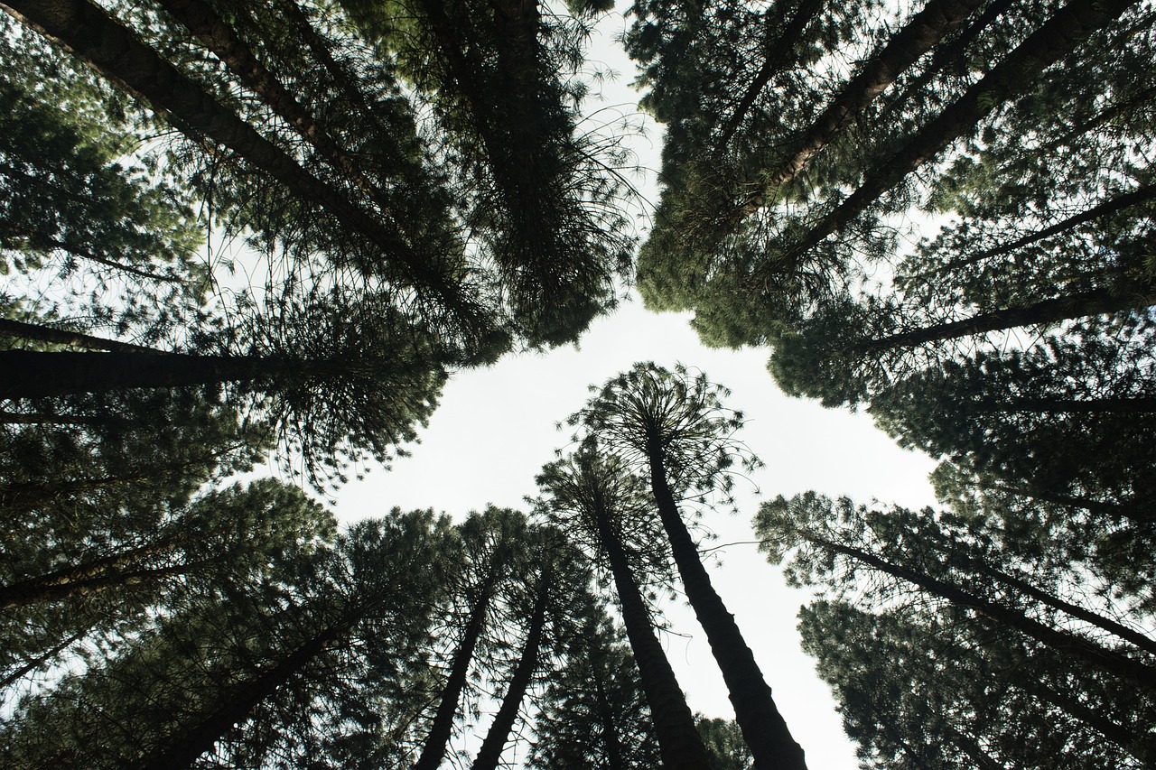 Reforestation : Les stratégies efficaces pour restaurer nos forêts