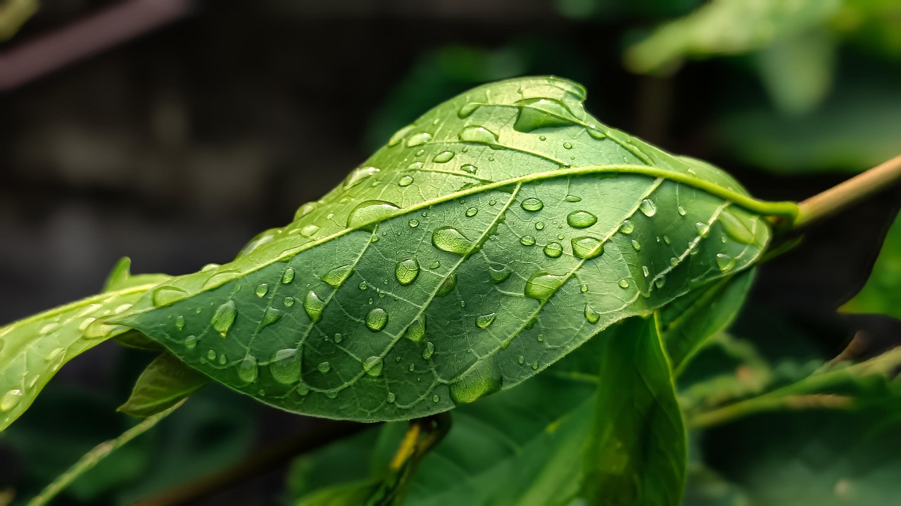 Systèmes alimentaires durables : vers une nutrition responsable et respectueuse de l’environnement