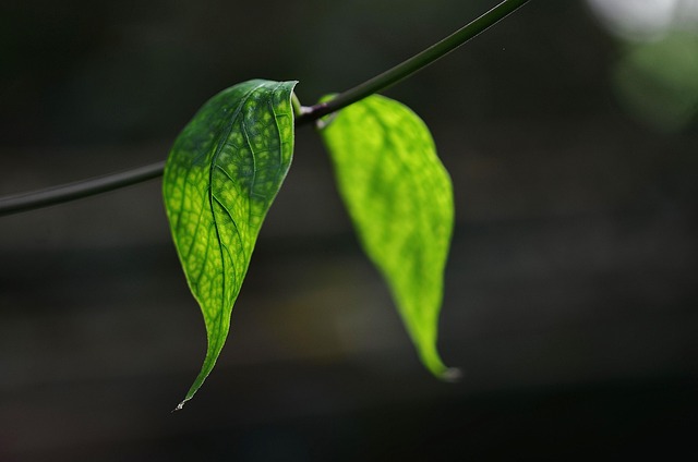 Écologie : 10 gestes simples pour un mode de vie plus durable