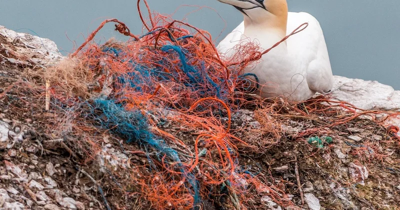 Quelles sont les 3 alternatives possibles au plastique ?