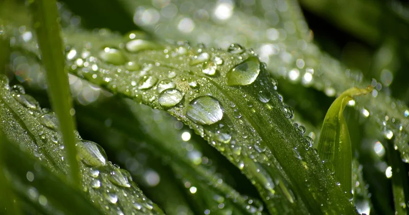 L'irrigation goutte-à-goutte, bien posée