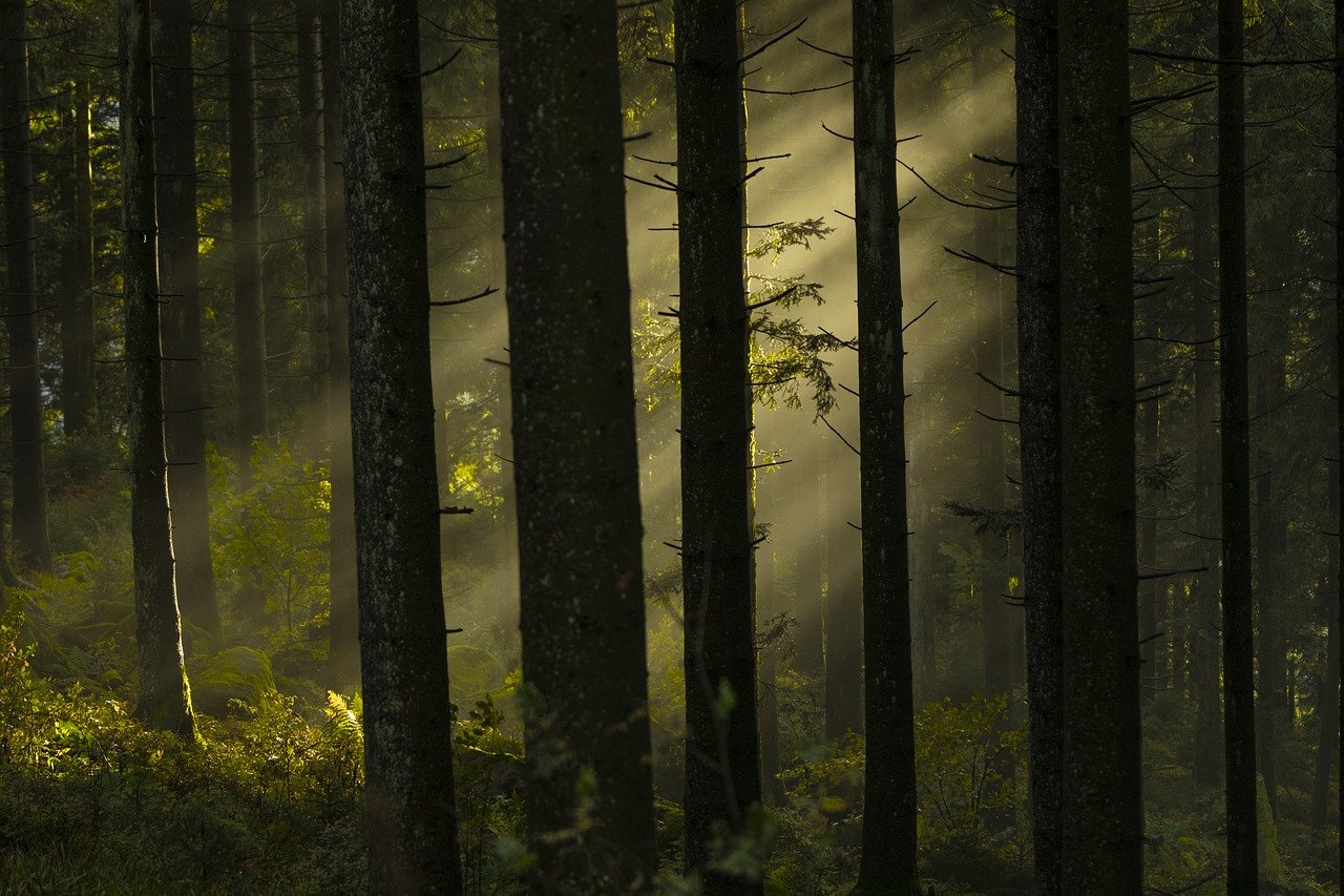 Les forêts : Gardiens du cycle mondial du carbone face au changement climatique