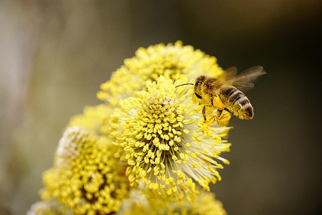 Environnement : Les enjeux de la biodiversité au XXIe siècle