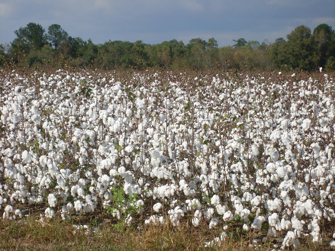 Coton biologique en Afrique : la success-story des petits producteurs tanzaniens qui révolutionnent le marché