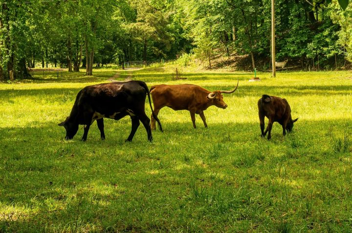 découvrez ce qu'est l'empreinte carbone, son impact sur l'environnement et les actions à entreprendre pour réduire votre contribution aux changements climatiques. adoptez des gestes responsables pour un avenir durable.