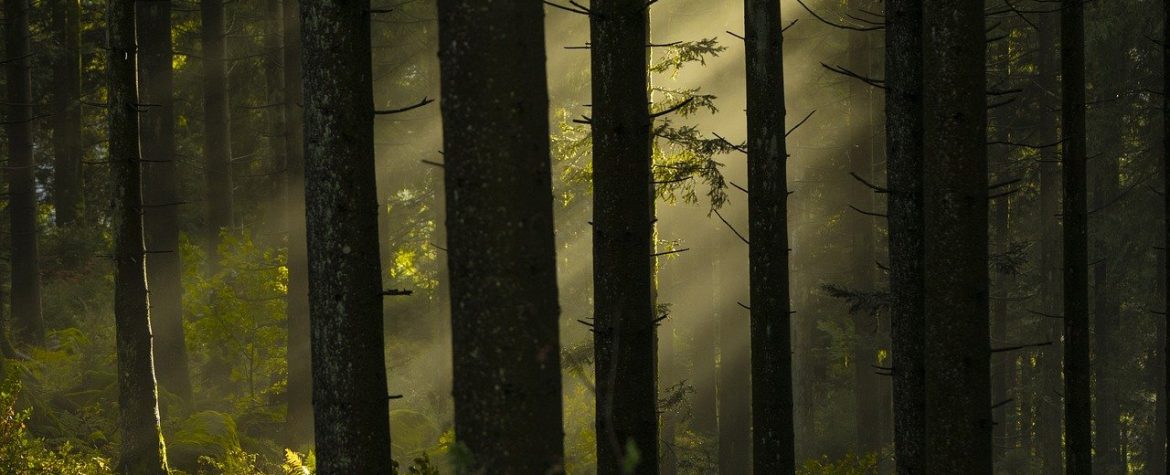 découvrez l'importance des forêts pour notre planète, leur biodiversité et les services écologiques qu'elles offrent. apprenez comment préserver ces précieuses ressources naturelles pour les générations futures.