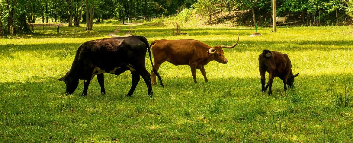 découvrez tout sur l'empreinte carbone : ses impacts, son calcul et des conseils pratiques pour réduire votre propre empreinte écologique et contribuer à la protection de notre planète.