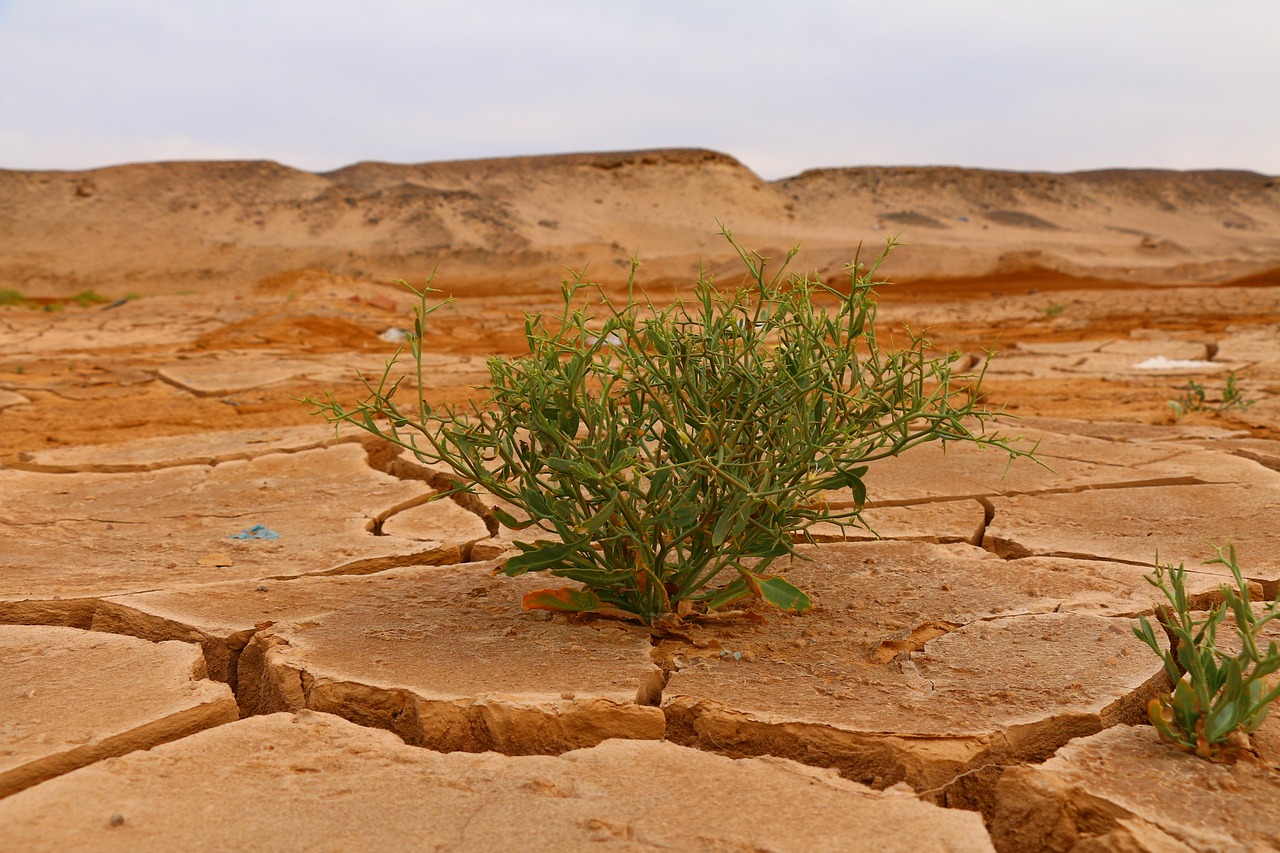 découvrez les enjeux cruciaux du changement climatique, ses impacts sur notre planète et les solutions durables pour préserver notre environnement et léguer un avenir sain aux générations futures.