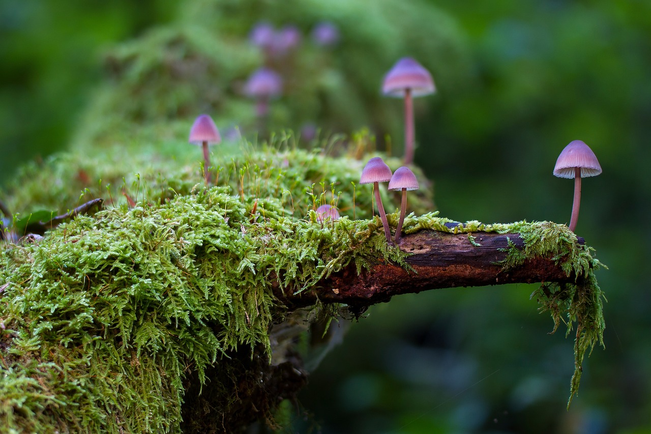 découvrez l'importance vitale des forêts pour notre planète. explorez leur rôle dans la biodiversité, la régulation du climat et leur impact sur les écosystèmes. apprenez comment préserver ces précieuses ressources naturelles pour les générations futures.