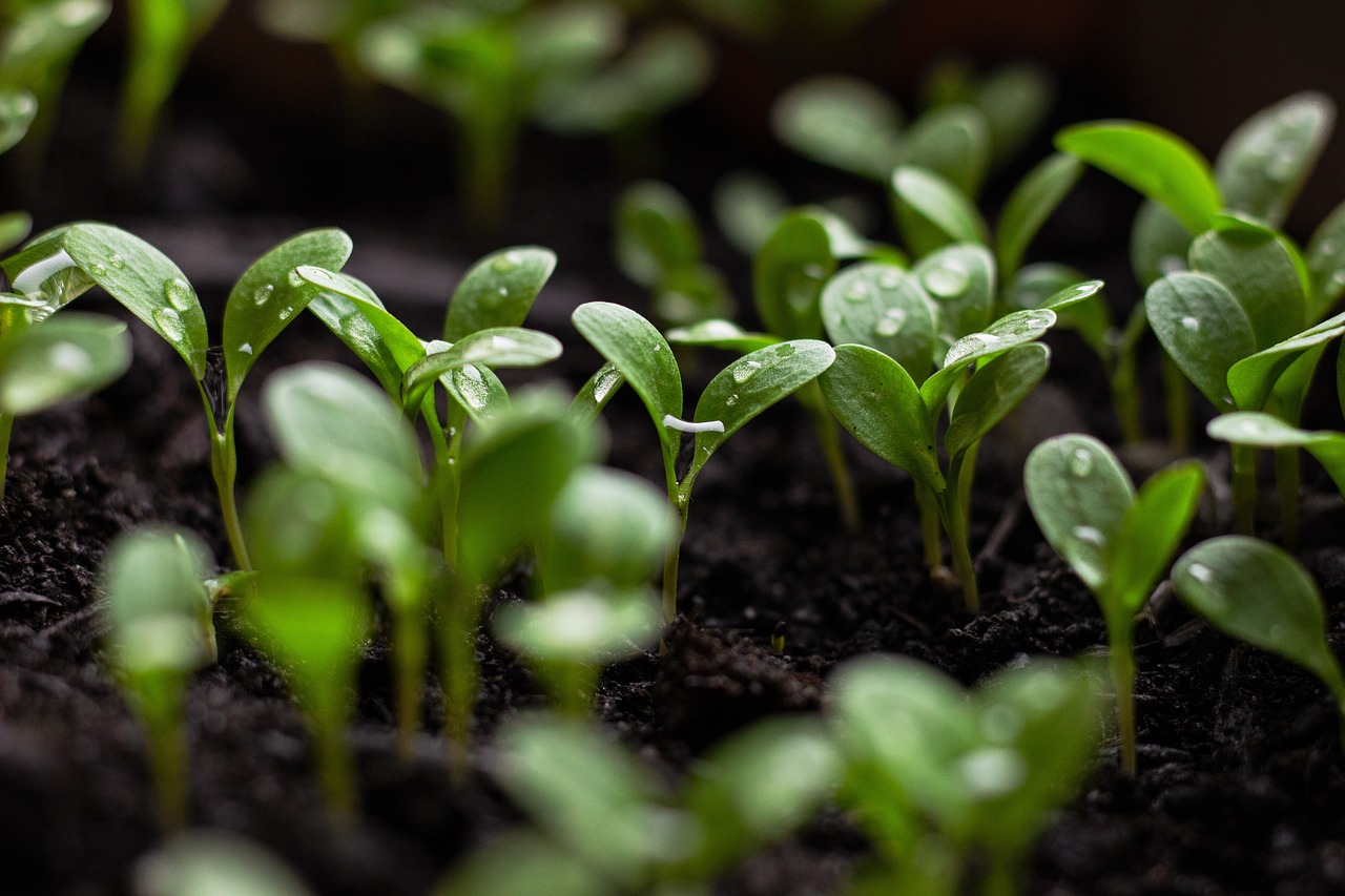 découvrez l'importance du développement durable, une approche essentielle pour préserver notre planète tout en répondant aux besoins des générations présentes et futures, à travers des pratiques respectueuses de l'environnement et un équilibre économique.