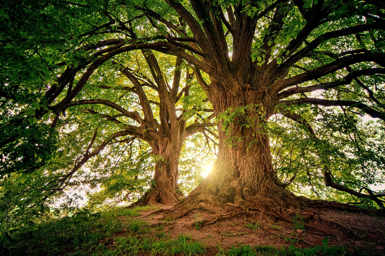 découvrez la beauté et l'importance des forêts, ces écosystèmes essentiels à la biodiversité, à la régulation climatique et à la vie sur terre. plongez dans le monde fascinant des arbres, de la faune qui y habite et des avantages qu'elles apportent à notre planète.