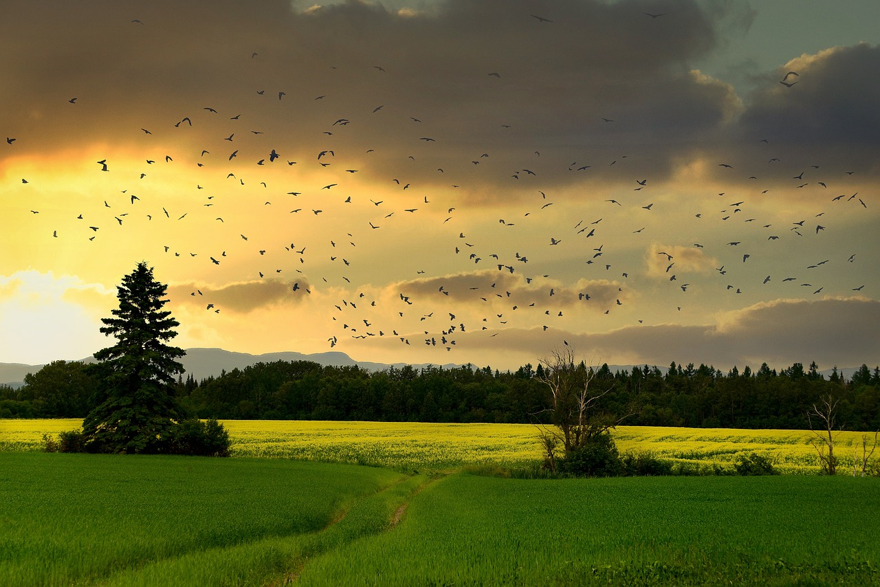 découvrez l'importance de la biodiversité dans notre écosystème, son rôle essentiel dans la santé de notre planète, et comment chaque espèce contribue à un équilibre fragile que nous devons préserver.