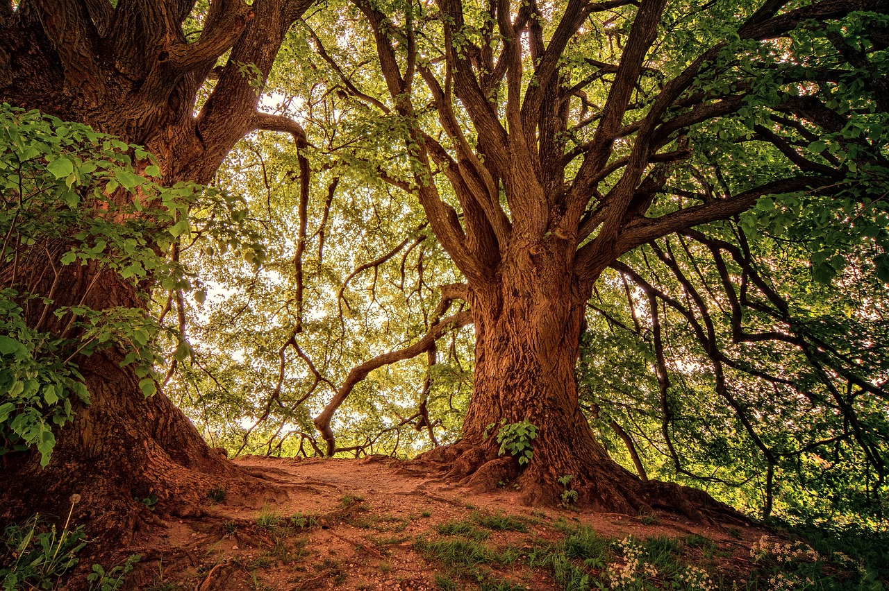 découvrez la beauté et l'importance des forêts, ces écosystèmes essentiels à notre planète. apprenez comment elles abritent une biodiversité incroyable, contribuent à la lutte contre le changement climatique et offrent des ressources vitales. explorez les différentes types de forêts et leur rôle crucial dans l'équilibre de notre environnement.