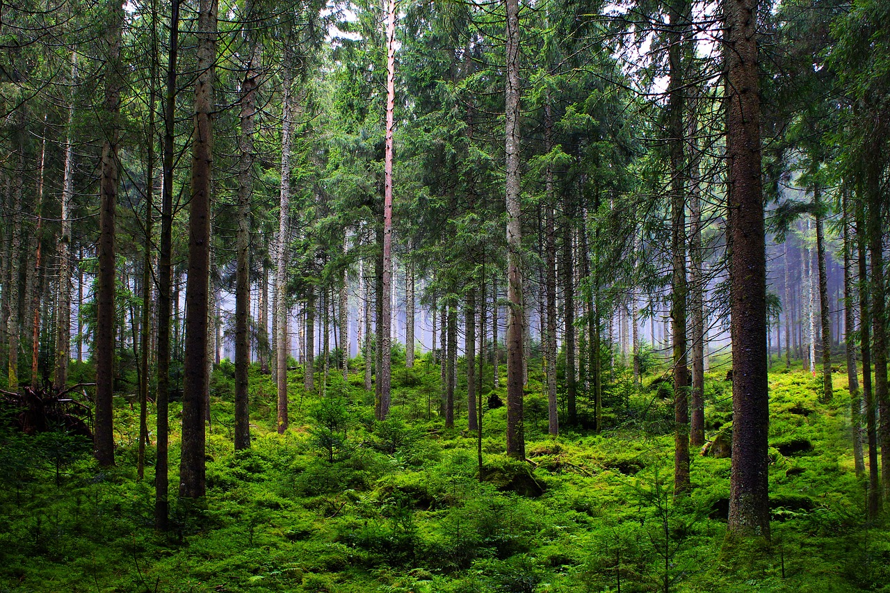 découvrez la beauté et l'importance des forêts, véritables poumons de notre planète. explorez leur biodiversité, leur rôle dans la lutte contre le changement climatique et les efforts de conservation nécessaires pour préserver ces écosystèmes vitaux.