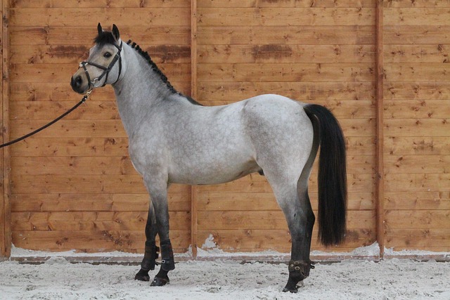 g9937e5d6001f3ed72d835d68520fc532ae3e756b7956ea4077089ad723d55ef1e0aa08ab58a694bf996034e3539f26d139ebe38f7f6a4df714423c7891c34130_640