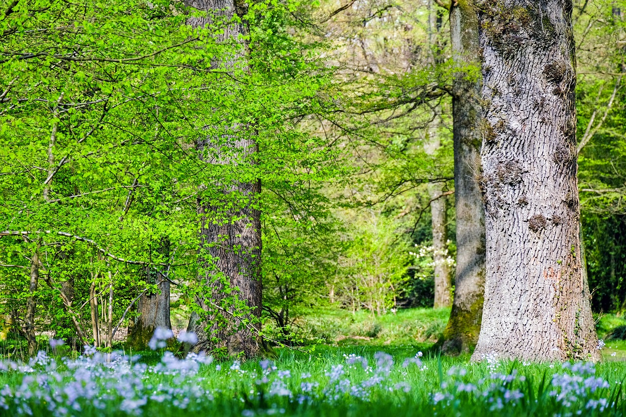 découvrez l'importance de l'écologie pour notre planète. explorez des initiatives durables, des conseils pour un mode de vie éco-responsable et les enjeux environnementaux actuels. engagez-vous pour un avenir meilleur !