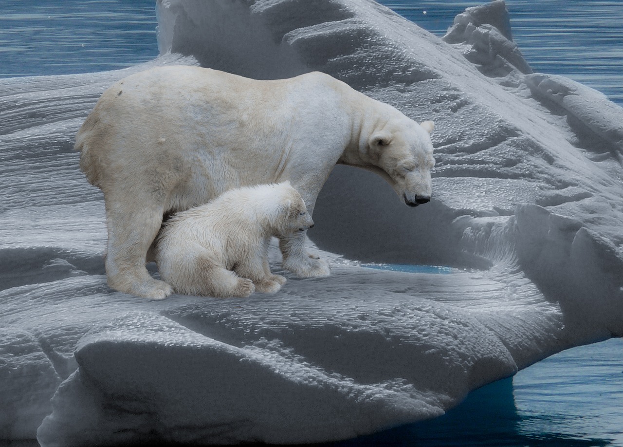 découvrez les enjeux critiques du changement climatique, ses impacts sur notre planète et les actions nécessaires pour préserver notre environnement. informez-vous sur les solutions durables et les initiatives individuelles pour lutter contre cette crise mondiale.