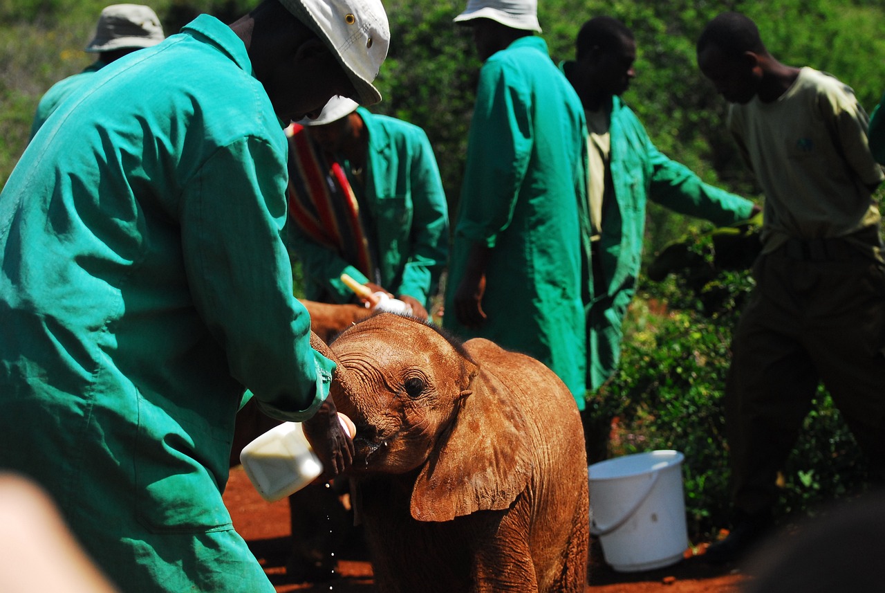 découvrez le rôle essentiel des ong dans le monde moderne. explorez leurs missions, leurs projets humanitaires et comment elles contribuent à un avenir meilleur. informez-vous sur les initiatives qui font la différence, et comment vous pouvez vous engager à leurs côtés pour un impact positif.