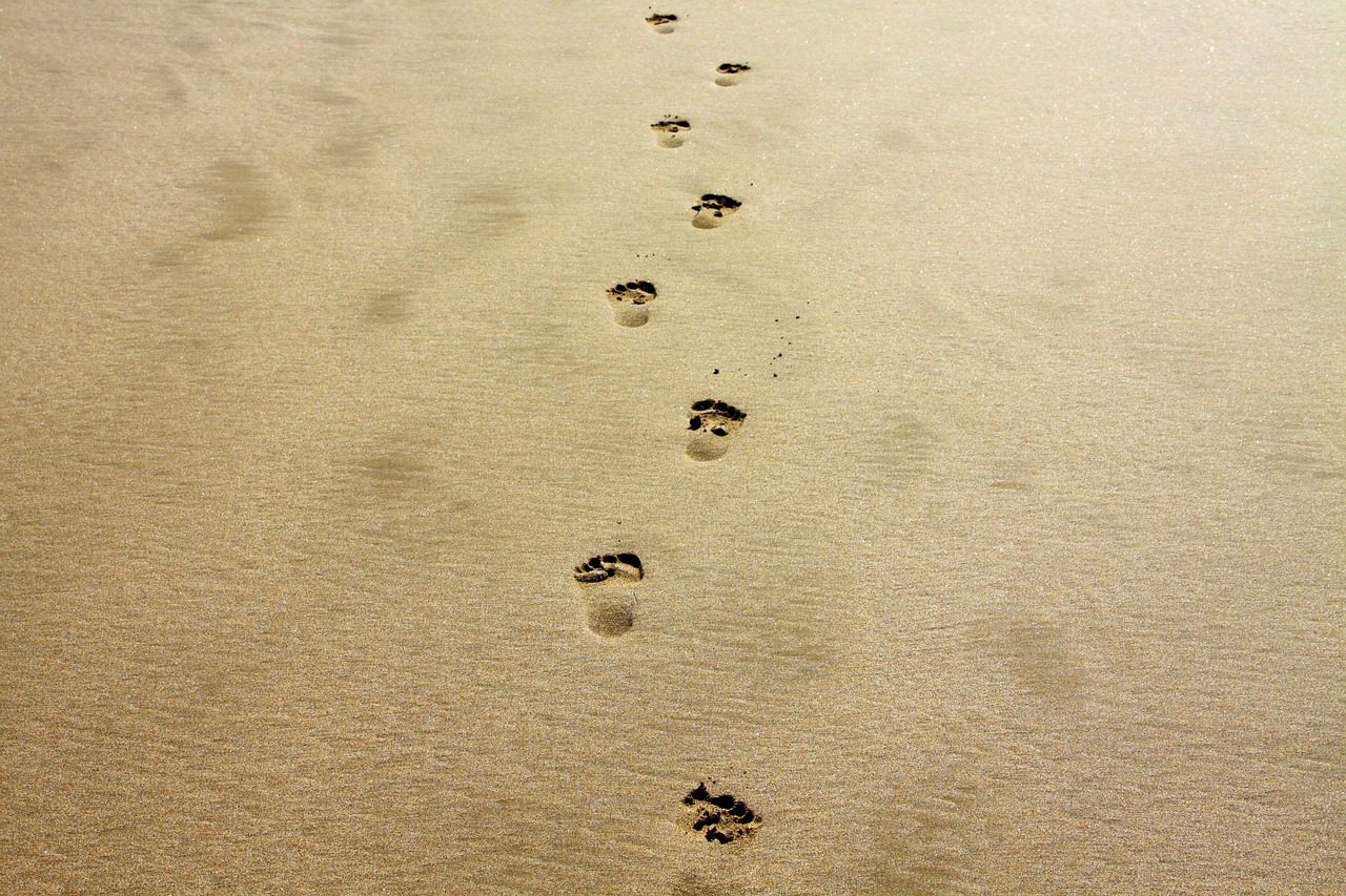 découvrez les avantages de la réduction de votre empreinte carbone et comment cela contribue à un avenir plus durable. adoptez des pratiques respectueuses de l'environnement pour améliorer votre bien-être et celui de notre planète.