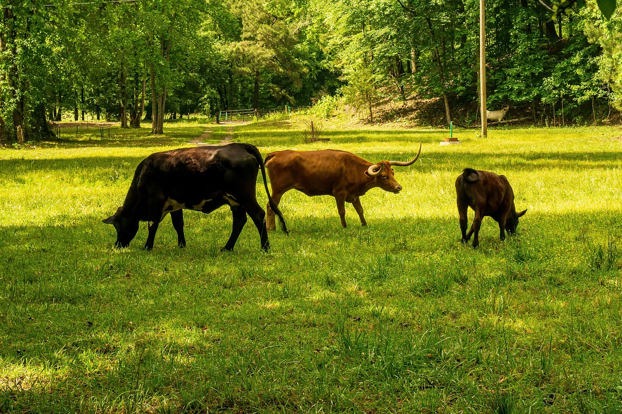 découvrez ce qu'est l'empreinte carbone, son impact sur l'environnement et les moyens de la réduire pour contribuer à un avenir plus durable.