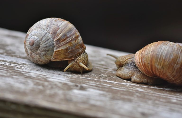 découvrez le concept de la slow life, un art de vivre apaisé qui privilégie la qualité à la quantité. apprenez à apprécier les petits moments du quotidien, à réduire le stress et à vous reconnecter avec vous-même et votre environnement. embarquez dans un voyage vers une existence plus mindful et épanouie.