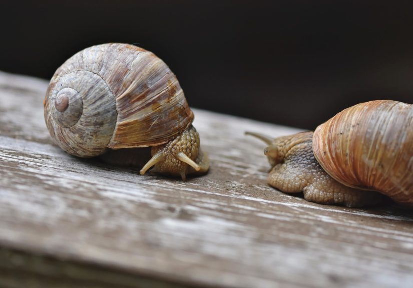 découvrez le concept de la slow life, un art de vivre apaisé qui privilégie la qualité à la quantité. apprenez à apprécier les petits moments du quotidien, à réduire le stress et à vous reconnecter avec vous-même et votre environnement. embarquez dans un voyage vers une existence plus mindful et épanouie.
