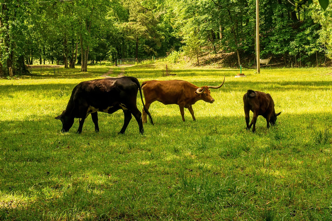 découvrez l'empreinte carbone, un indicateur essentiel pour mesurer l'impact environnemental de nos activités. apprenez comment réduire votre empreinte carbone et contribuer à la protection de notre planète.