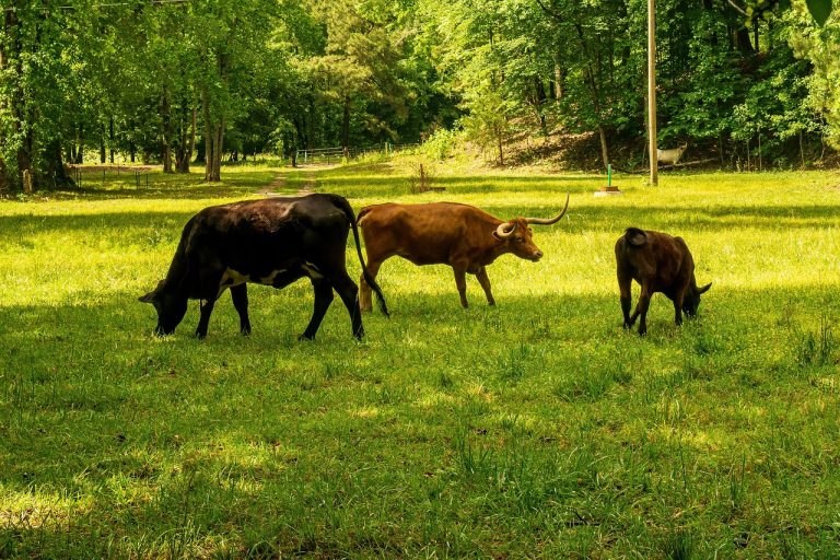 découvrez comment atteindre la neutralité carbone pour un avenir durable. explorez des stratégies, des innovations et des actions concrètes pour réduire votre empreinte carbone et contribuer à la protection de notre planète.