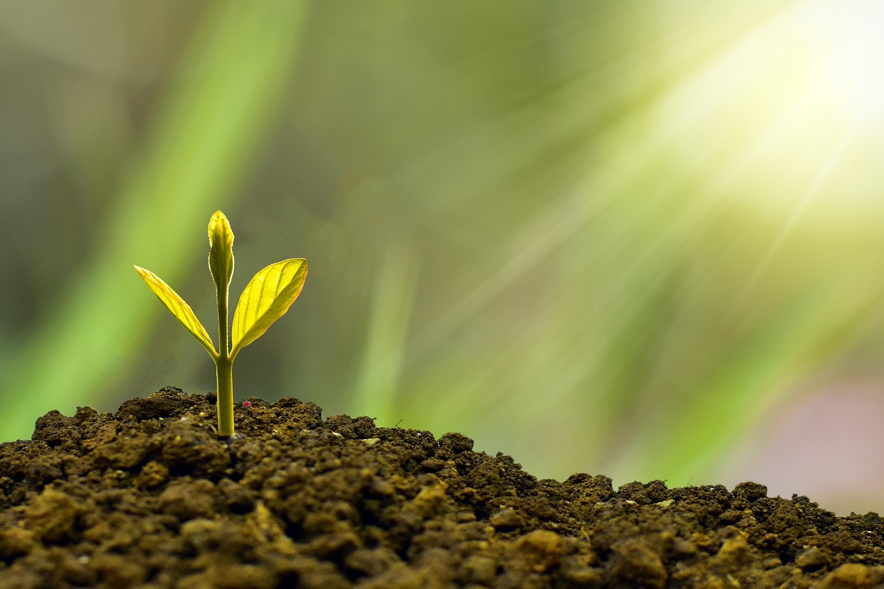 découvrez les principes de la durabilité et comment ils influencent notre avenir. apprenez à adopter des pratiques respectueuses de l'environnement pour préserver notre planète tout en améliorant notre qualité de vie.