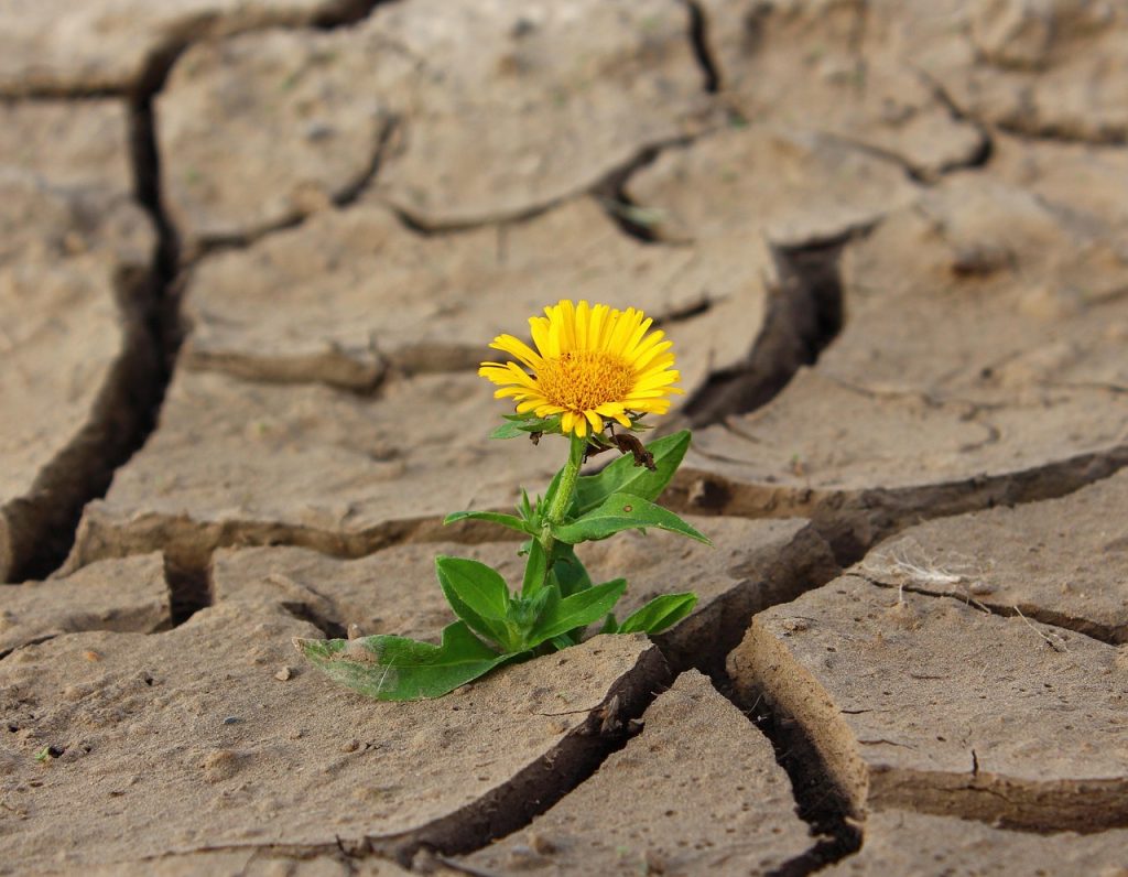 découvrez comment renforcer la résilience climatique en adoptant des stratégies et des solutions innovantes pour s'adapter aux changements climatiques et protéger les communautés face aux événements extrêmes.