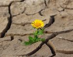 découvrez comment renforcer la résilience climatique en adoptant des stratégies et des solutions innovantes pour s'adapter aux changements climatiques et protéger les communautés face aux événements extrêmes.