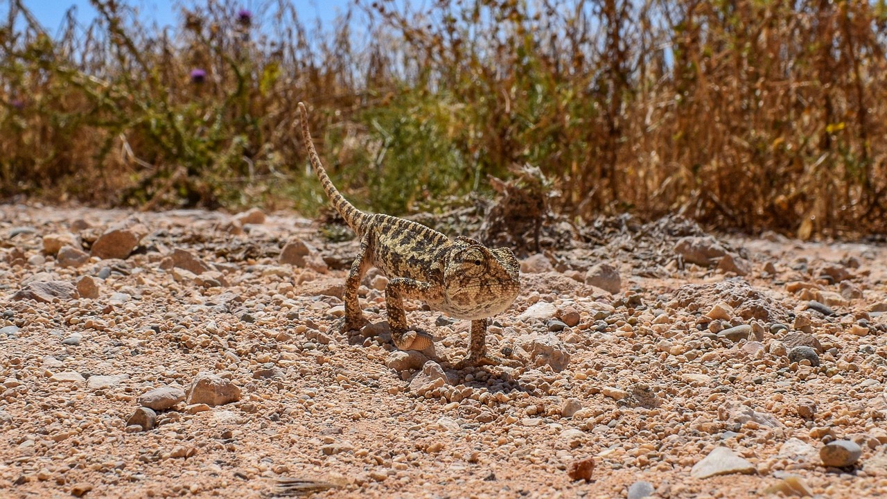 découvrez comment les forêts s'adaptent aux changements climatiques, les stratégies d'adaptation, et les enjeux pour préserver la biodiversité forestière.