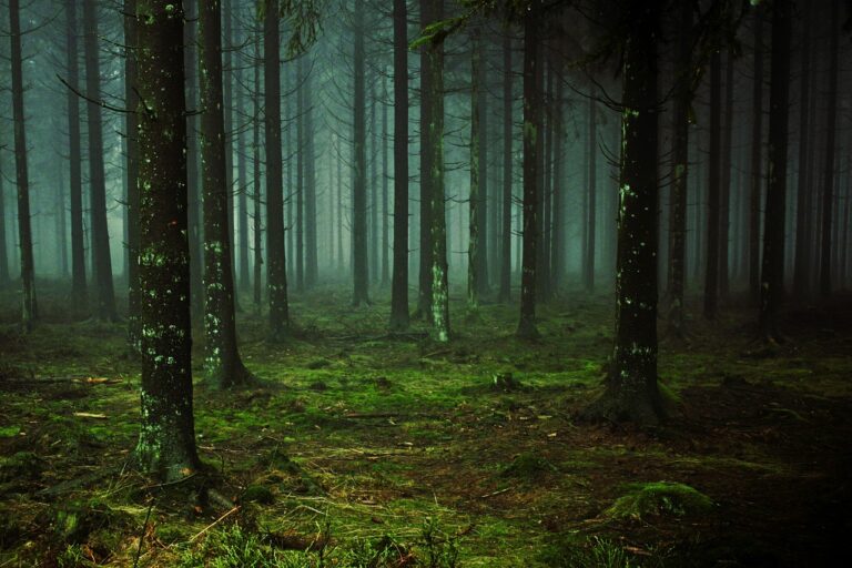 découvrez les paradoxes des forêts : des espaces essentiels à la vie, riches en biodiversité, mais confrontés à de nombreux défis environnementaux. explorez les contradictions et enjeux liés à leur préservation et gestion durable.