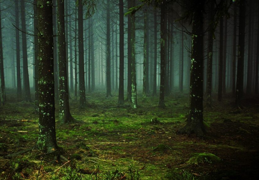 découvrez les paradoxes des forêts : des espaces essentiels à la vie, riches en biodiversité, mais confrontés à de nombreux défis environnementaux. explorez les contradictions et enjeux liés à leur préservation et gestion durable.